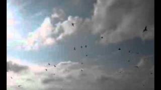 Birds flying over lake Michigan.