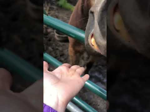 庭で採れた健康なタンポポを食べてもいいですか？