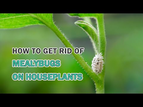 How to get rid of mealy bugs on houseplants