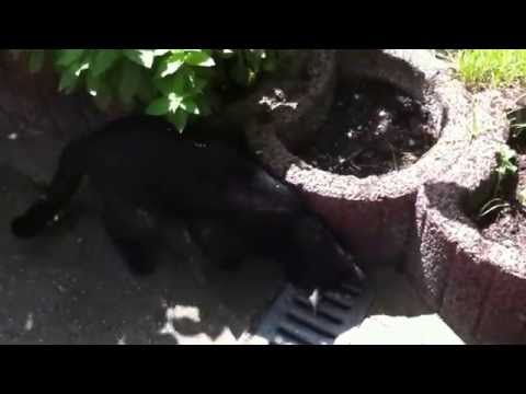 Chicago und ein Siebenschläfer /13