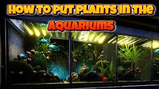 Icarus: How I Made These Aquariums with Living Plants