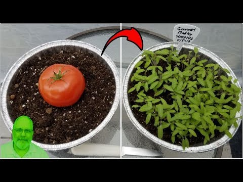Sliced Tomato to Seedlings in 1 Week - Grow What You...