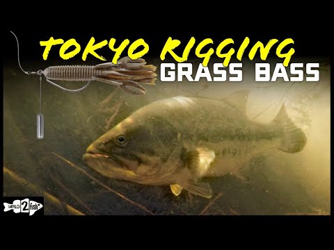 Tokyo Rigging Grass for Late Summer Bass