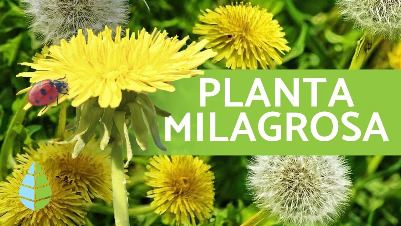 DIENTE DE LEÓN 💚 Propiedades / beneficios y CÓMO CULTIVAR 🌻