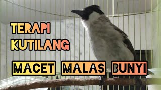 Download lagu TERAPI KUTILANG PAUD / BAHAN || Burung Macet Bisu Malas Bunyi AUTO GACOR . mp3