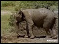 Baby Noah Elephant 7
