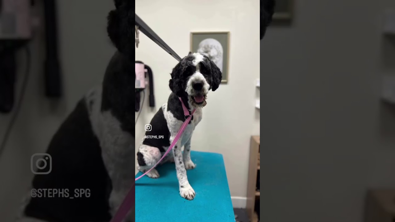 Enlarge Quinn, an adopted mixed breed in Southport, CT video 2/6