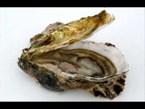 Massence - La revelation de l'huître.wmv