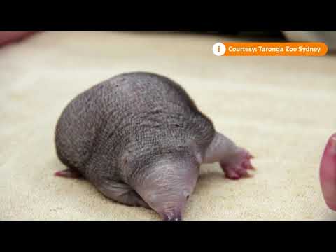 シドニーの動物園で回復するエキドナパグル (Echidna puggle recovers at Sydney zoo)
