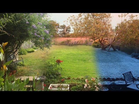 3 Year garden plants growing Time Lapse
