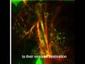 "Sweet Home Apparatus" - the ultimate Golgi music ...