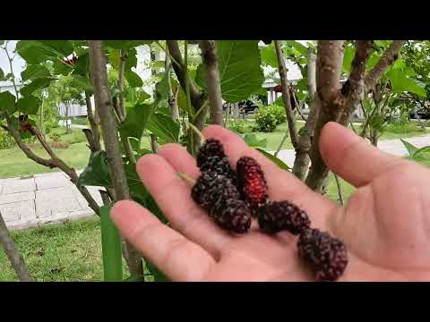 Fruit Picking: Mulberry (Morus alba)