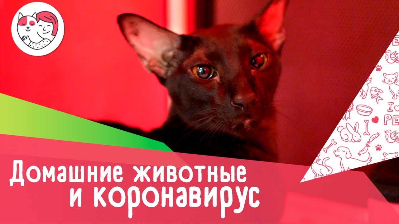 Домашние животные и коронавирус: 7 популярных вопросов