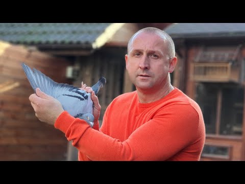 Piotr Bugała - PZHGP 0153 Ruda Śląska II / Gołąb z MWG Rogowo Sprzedany Do USA 🏆