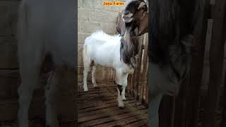 Download lagu Age limit for male goats that are ready to breed mp3