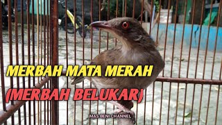 Download lagu MERBAH MATA MERAH GACOR / MERBAH BELUKAR GACOR TEMBAKANNYA BIKIN KAGET mp3 Download lagu MERBAH MATA MERAH GACOR / MERBAH BELUKAR GACOR TEMBAKANNYA BIKIN KAGET mp3