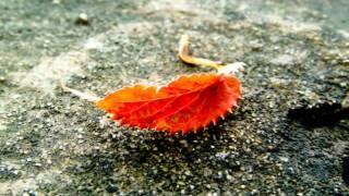 Roger Williams - Autumn Leaves