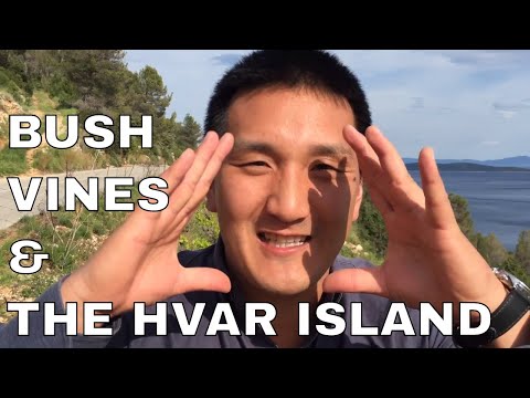 Croatian Wine: Bush Vines on Hvar Island, Dalmatia, Croatia