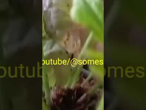 Strawberry स्ट्रॉबेरी variety large in size, attractive skin, firm flesh with excellent flavor are