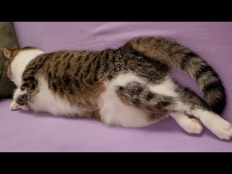 Misha the cat stretched out like a sausage! fluffy sausage