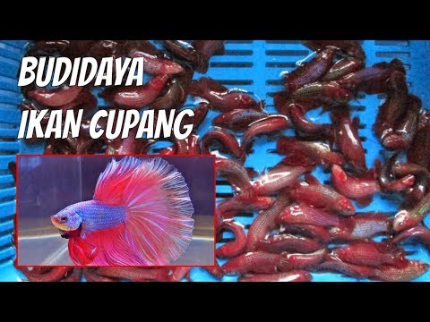 Resep untuk bagaimana untuk memperbesar penis Anda Sensitivitas krim penis