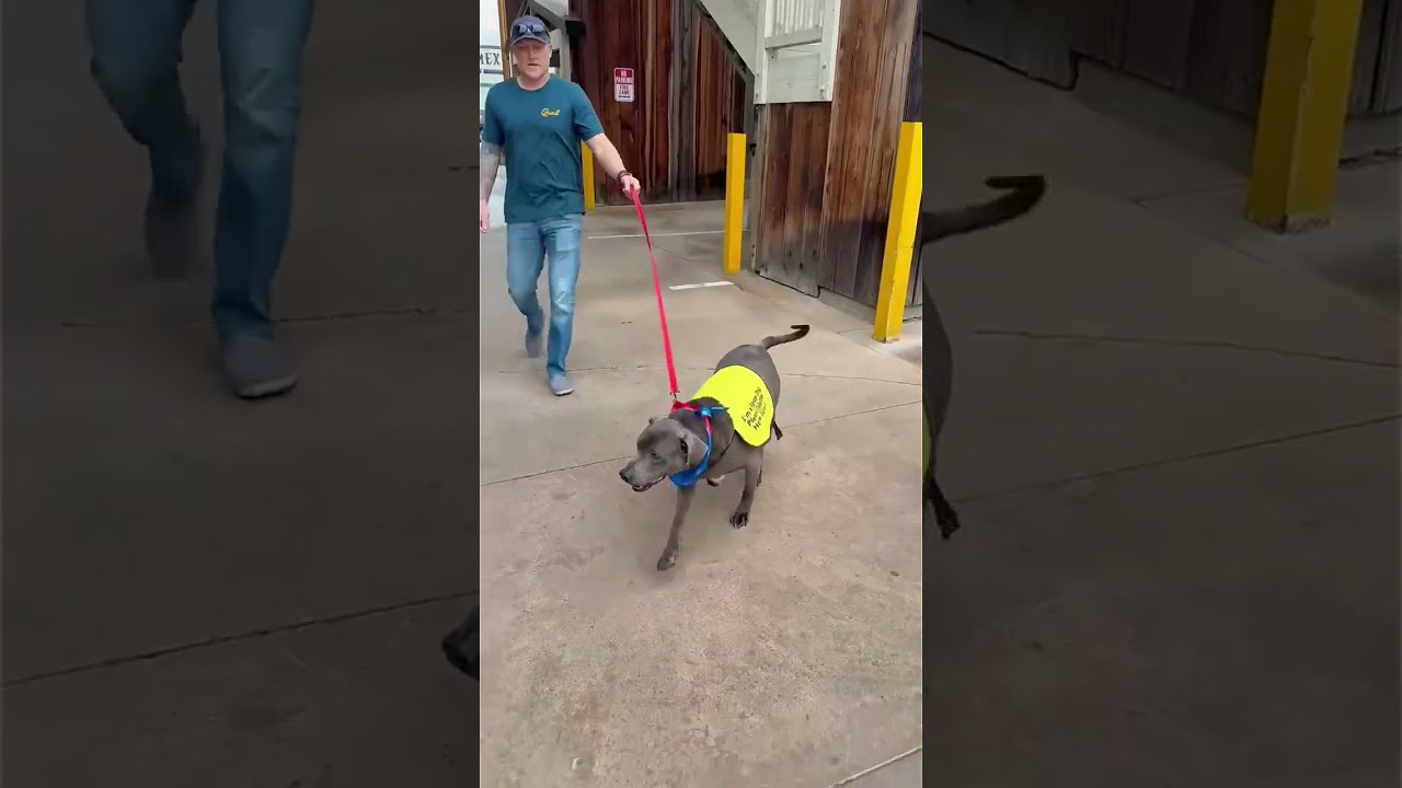 Enlarge Bentley, a ADOPTABLE mixed breed in Murrieta, CA video 6/6