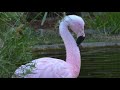 Chilean Flamingos At The Safari Village