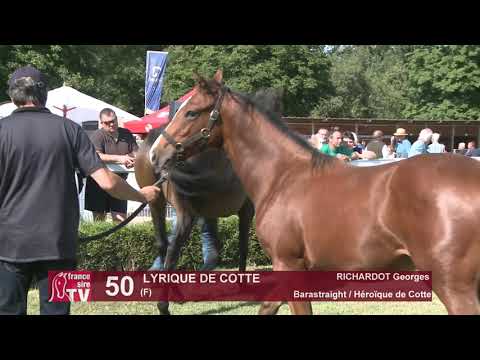 Moulins Foal Show - lot 50 - Lyrique de Cotte