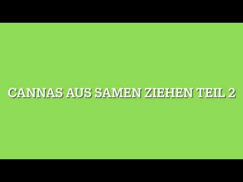 Cannas aus Samen ziehen Teil 2