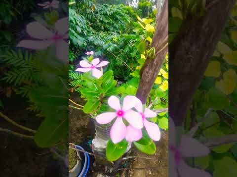 Amer flower garden and megla akas 🌩️🌫️🌹🌺🌷