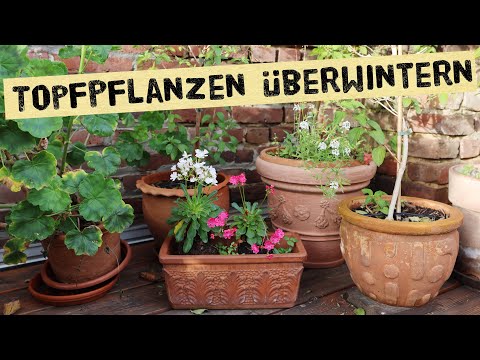 , title : 'Topfpflanzen überwintern - Tipps zum überwintern von Pflanzen in Kübeln.'