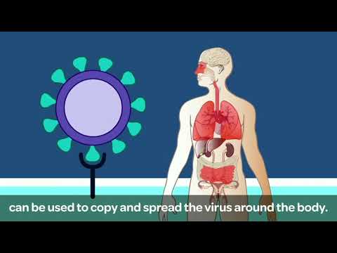 Human Cell Atlas Covid-19 Symposium Day 2: Making Science Accessible through animation: COVID-19