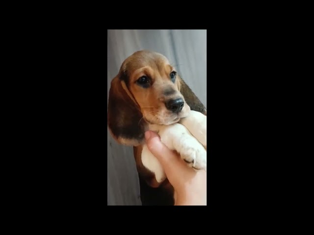 Beagle puppy for sale