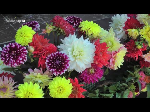 Bad Köstritz - Es blüht so schön, denn...