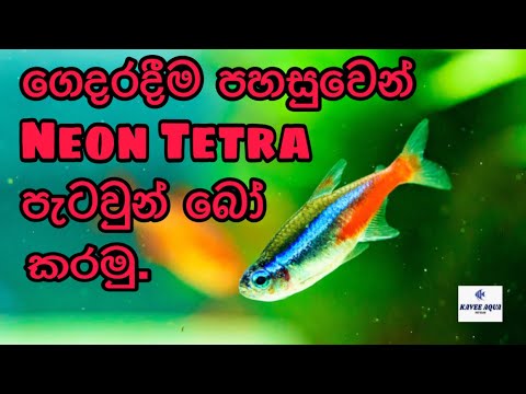 How to Breed Neon Tetra Fish easily in home/Sinhala FHD #kaveeaqua #neontetra #fishbreeding