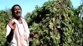 చెట్టు చూస్తే పచ్చగుంది
