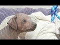 Peruvian Puppy and Ribbon: The Perfect Match