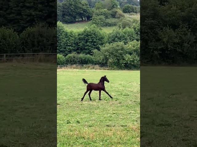 Pouliche Frisonne Pleins Papiers