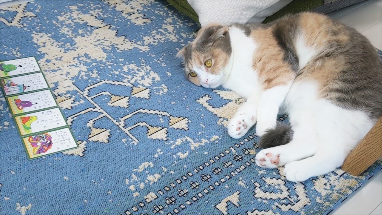 「なんやねん、百人一首て…」な猫【スコティッシュフォールド】