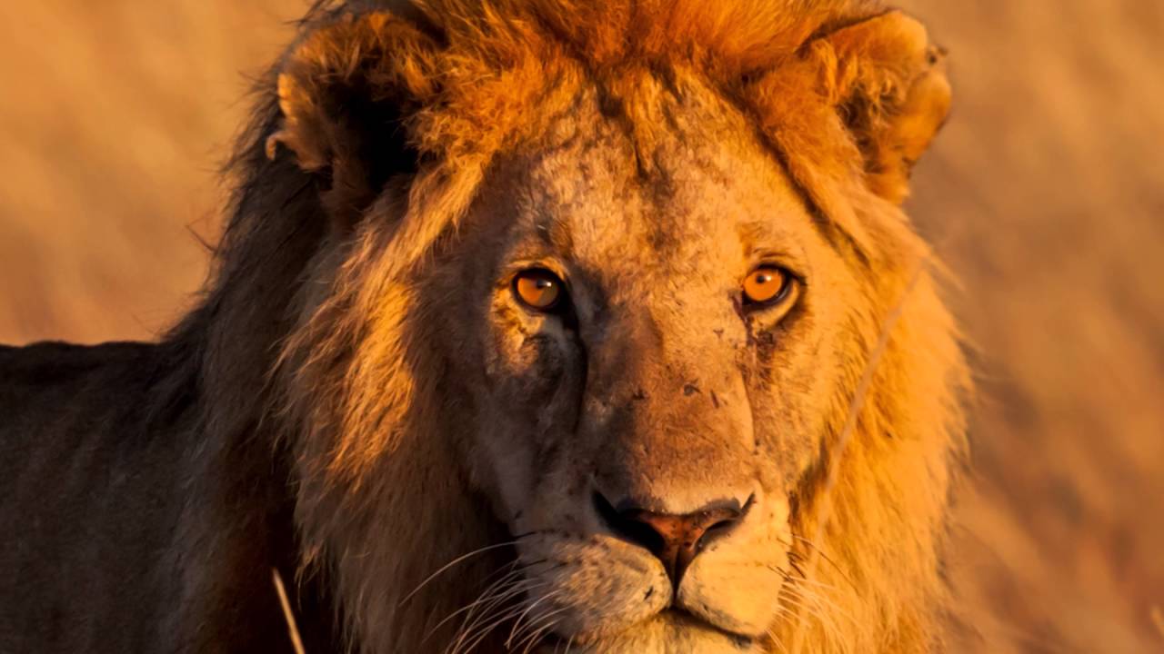 Factors Affecting Community Structure