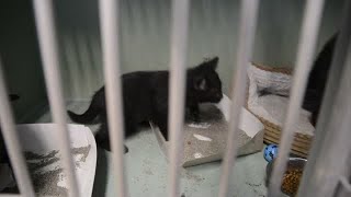 Christmas at the Danville SPCA