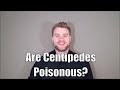 Are Centipedes Poisonous?