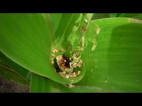 Ataque da lagarta do cartucho do milho - (Spodoptera frugiperda)