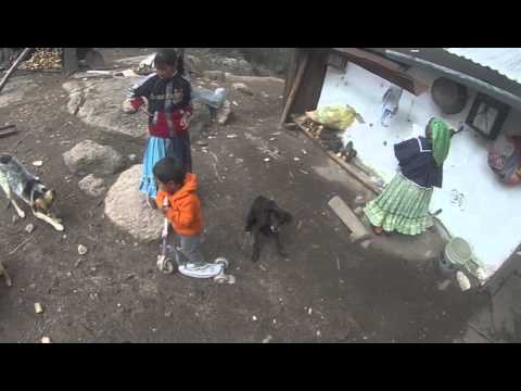 los perritos de Chihuahua