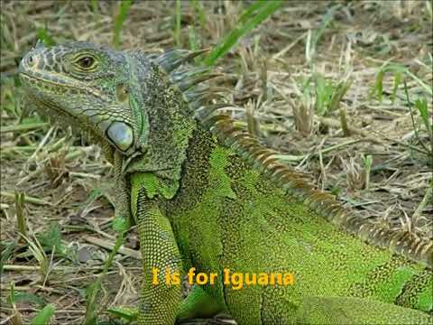 The ABC s of Animals