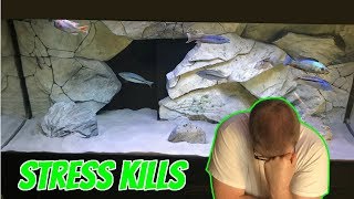 STRESS IS A SILENT KILLER , IF Your Aquarium Fish Are Doing The Following ACT FAST Or They Can Die