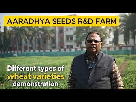 Wheat Farming Tips