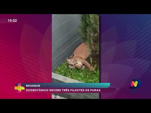 Brusque: Zoobotânico recebe três filhotes de pumas