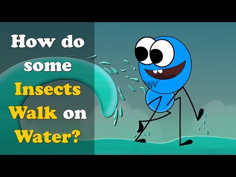 , title : 'How do some Insects Walk on Water? + more videos | #aumsum #kids #science #education #children'