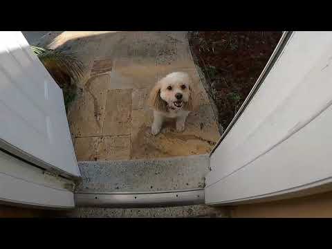 Lerner and Pooch - Small Breed Training video.